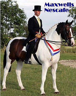 Maxwells Nescafe - Coloured Stallion